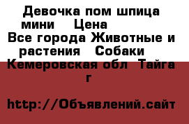 Девочка пом шпица мини  › Цена ­ 30 000 - Все города Животные и растения » Собаки   . Кемеровская обл.,Тайга г.
